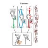 FIGURE 9® CARABINER ROPE TIGHTENER in metal color - large L FIGURE 9® CARABINER ROPE TIGHTENER in metal color - large L