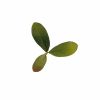 Novritsch LEAF CAMO 3D Leaves LC2, 40 Pcs – Emerald Novritsch LEAF CAMO 3D Leaves LC2, 40 Pcs – Emerald