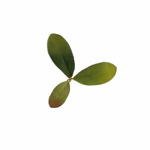Novritsch LEAF CAMO 3D Leaves LC2, 40 Pcs – Emerald