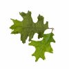 Novritsch LEAF CAMO 3D Leaves LC4, 40 Pcs – Oak Green Novritsch LEAF CAMO 3D Leaves LC4, 40 Pcs – Oak Green