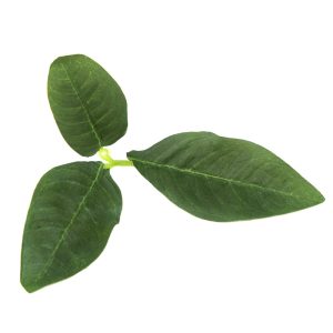 Novritsch LEAF CAMO 3D Leaves LC3, 40 Pcs – Pine Novritsch LEAF CAMO 3D Leaves LC3, 40 Pcs – Pine